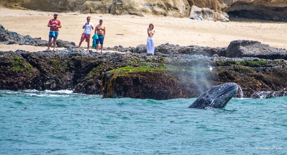 a group of people standing on a rocky beach