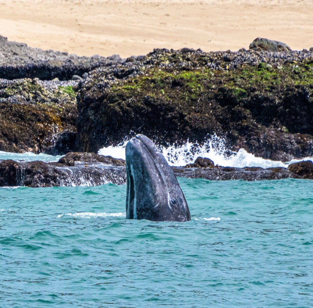 a rocky beach next to a body of water
