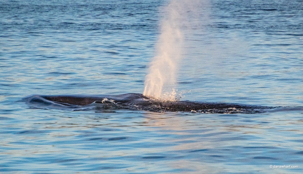 animal on the water