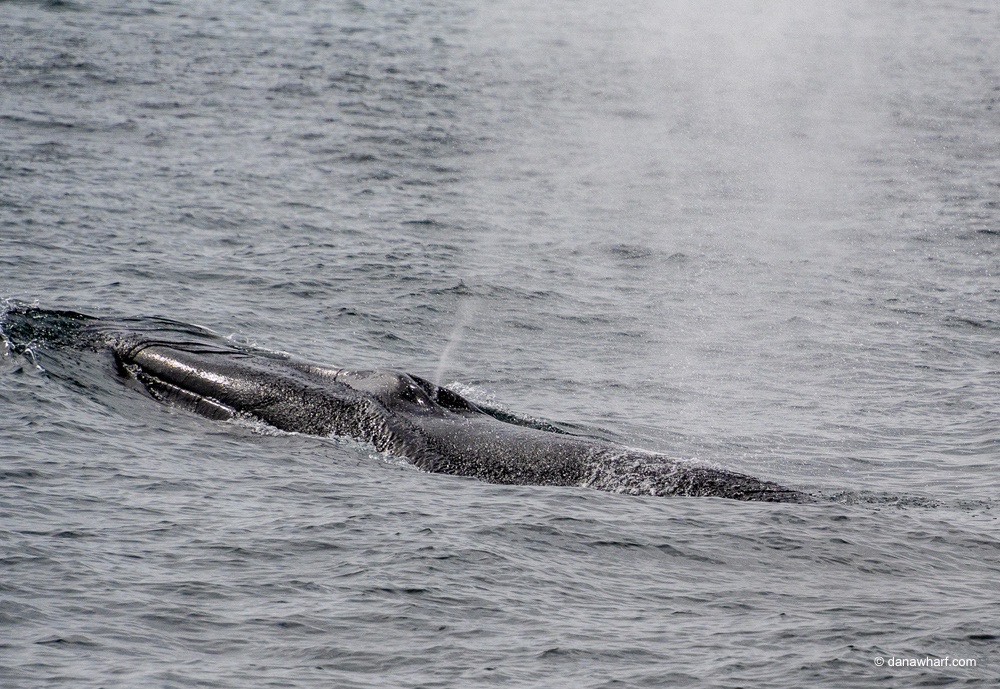 an animal swimming in the water