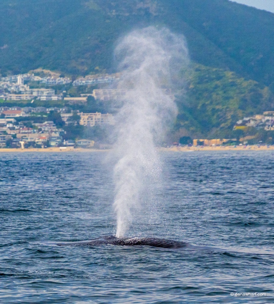 a large body of water with a mountain in the background