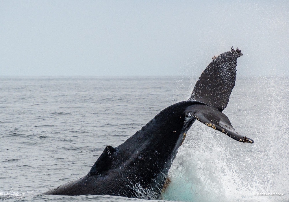 a whale jumping out of the water