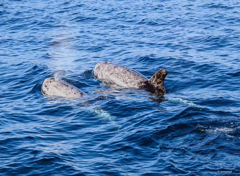 an animal swimming in the water