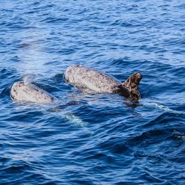 an animal swimming in the water