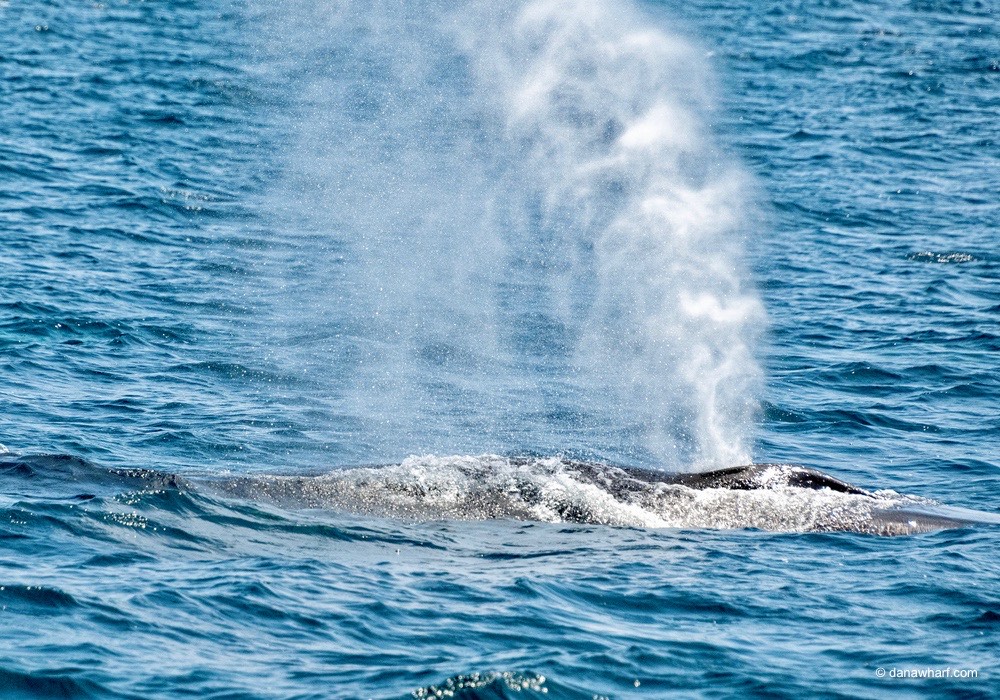 a whale jumping out of the water