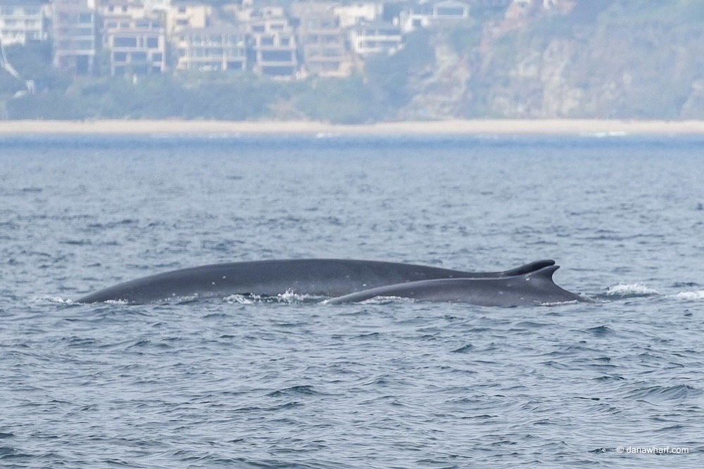 a whale jumping out of a body of water