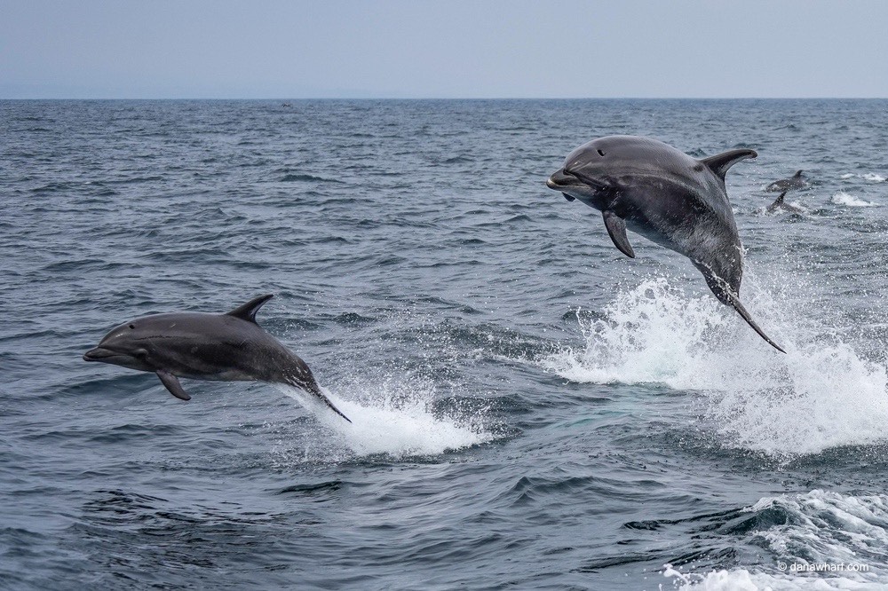 a dolphin jumping out of the water