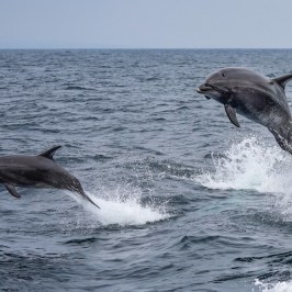a dolphin jumping out of the water