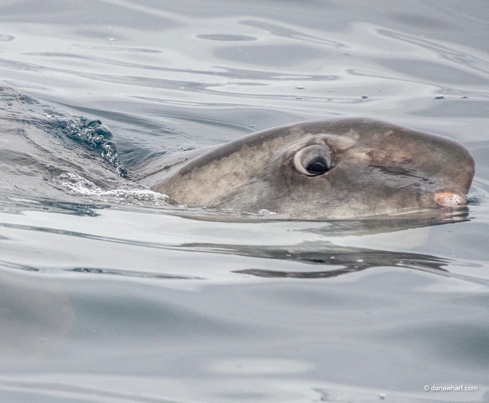 a fish swimming under water