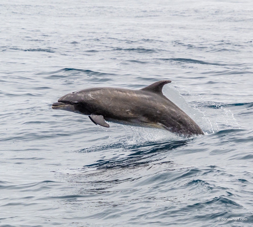 a dog swimming in a body of water