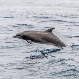 a dog swimming in a body of water