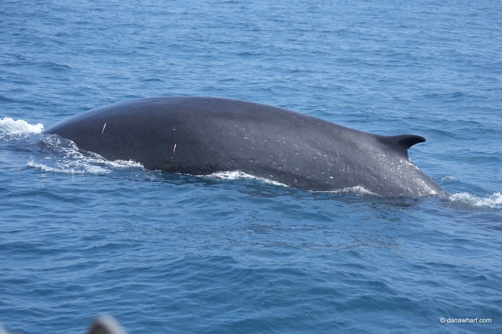 a whale swimming under water