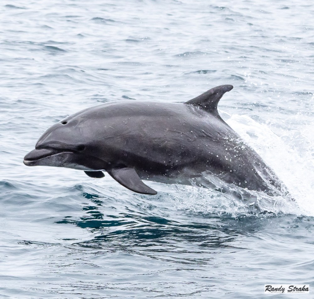 a dolphin swimming in a body of water