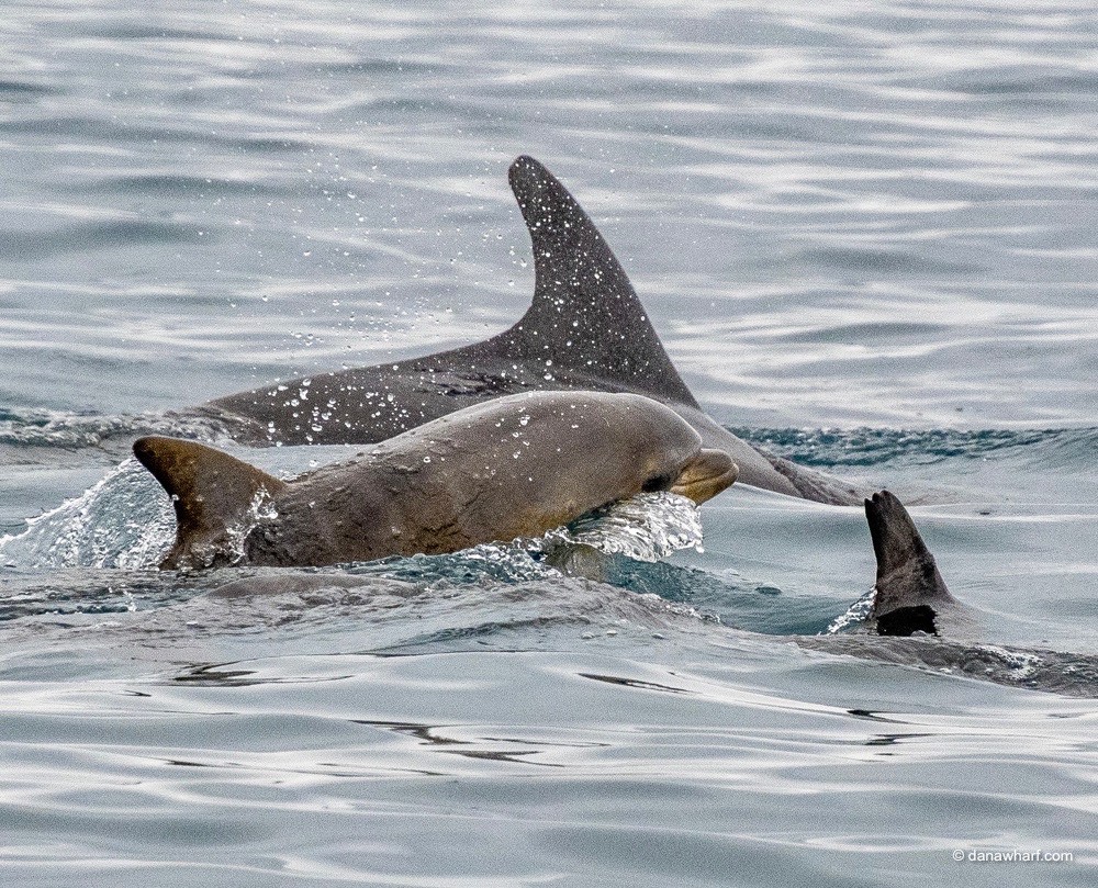 a bird swimming in water next to a body of water