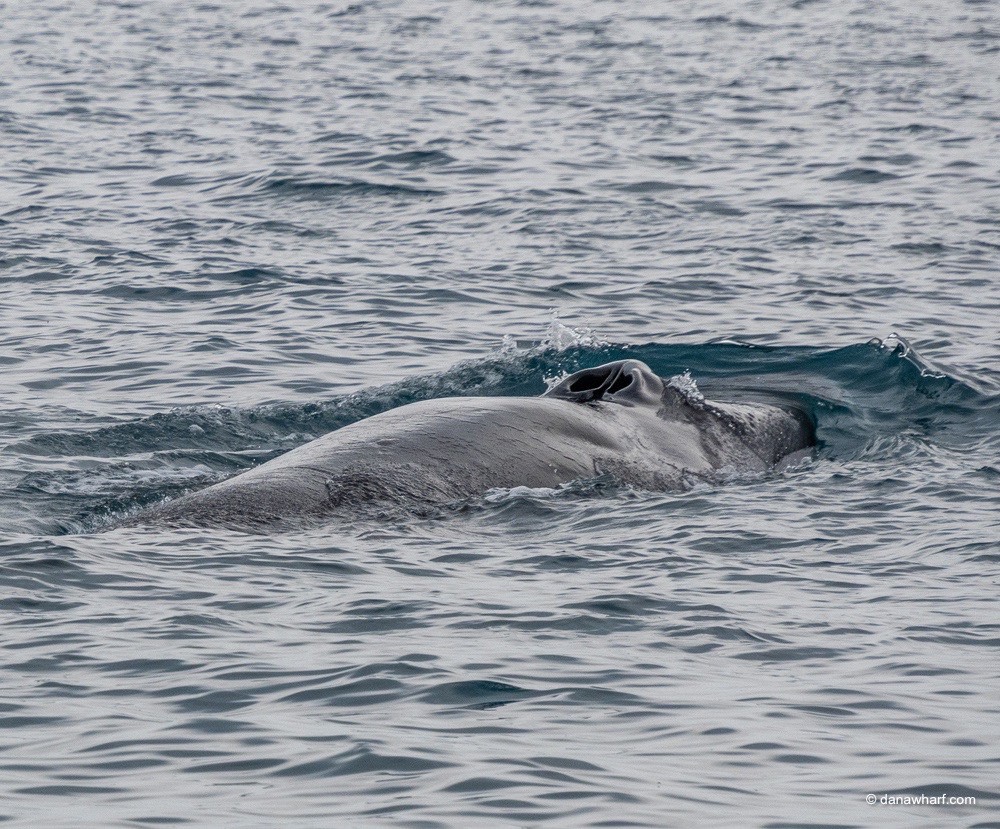 a whale swimming in a body of water