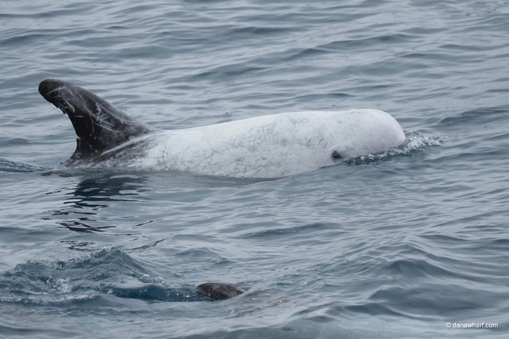 a dog swimming in a body of water