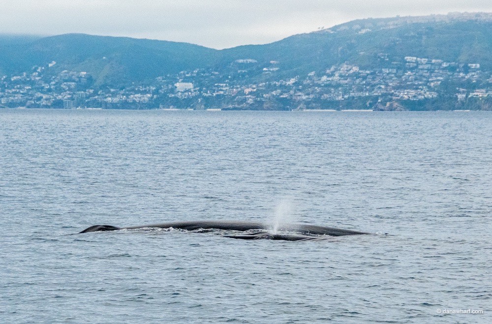 a whale in a large body of water