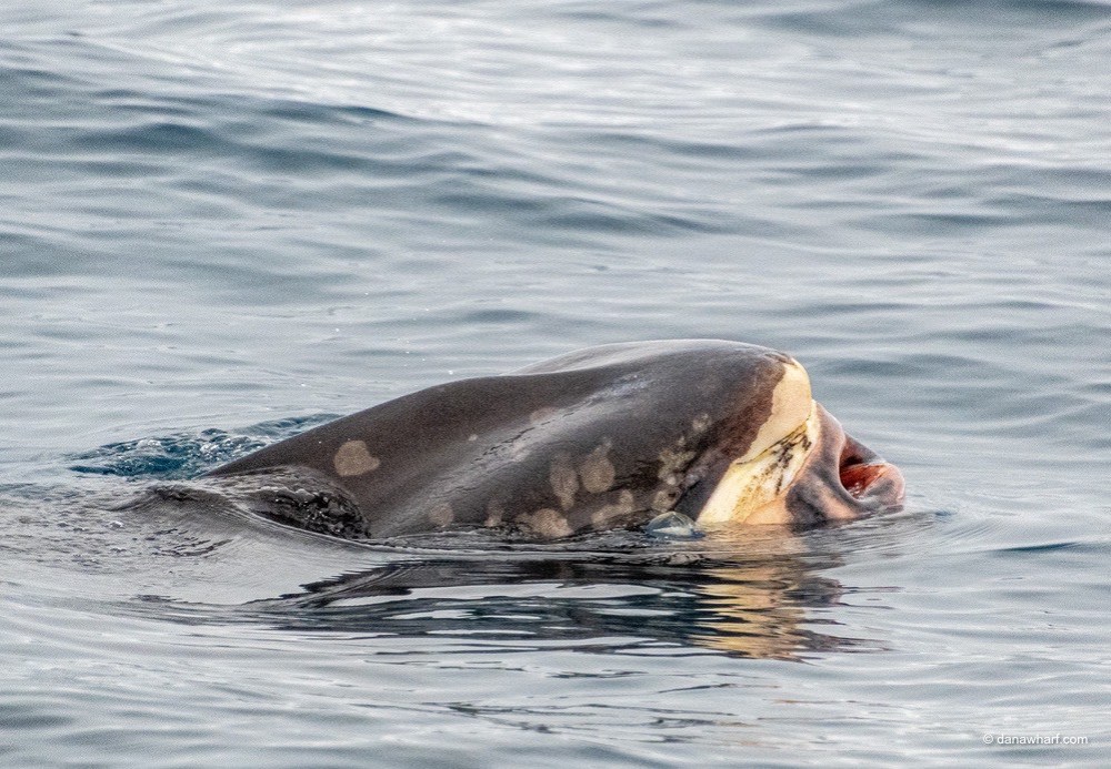 an animal swimming in the water
