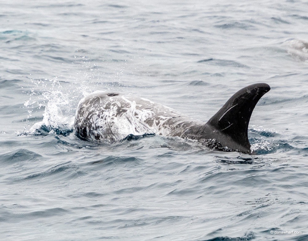 an animal swimming in the water