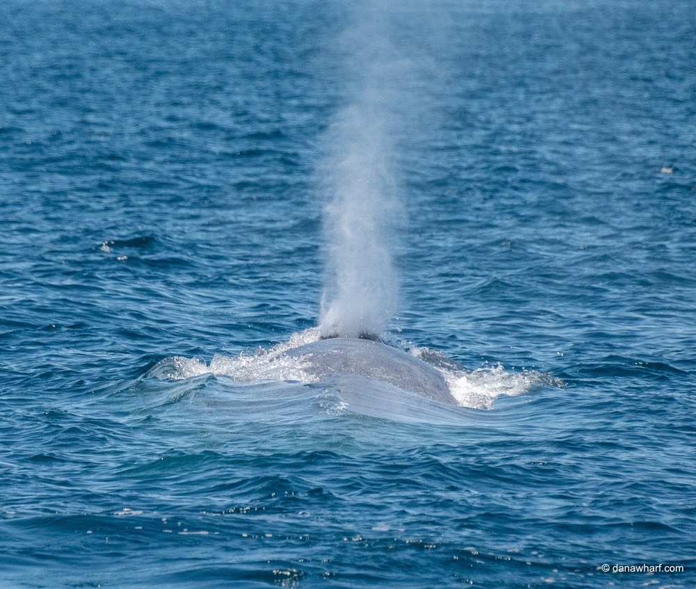 a whale jumping out of the water