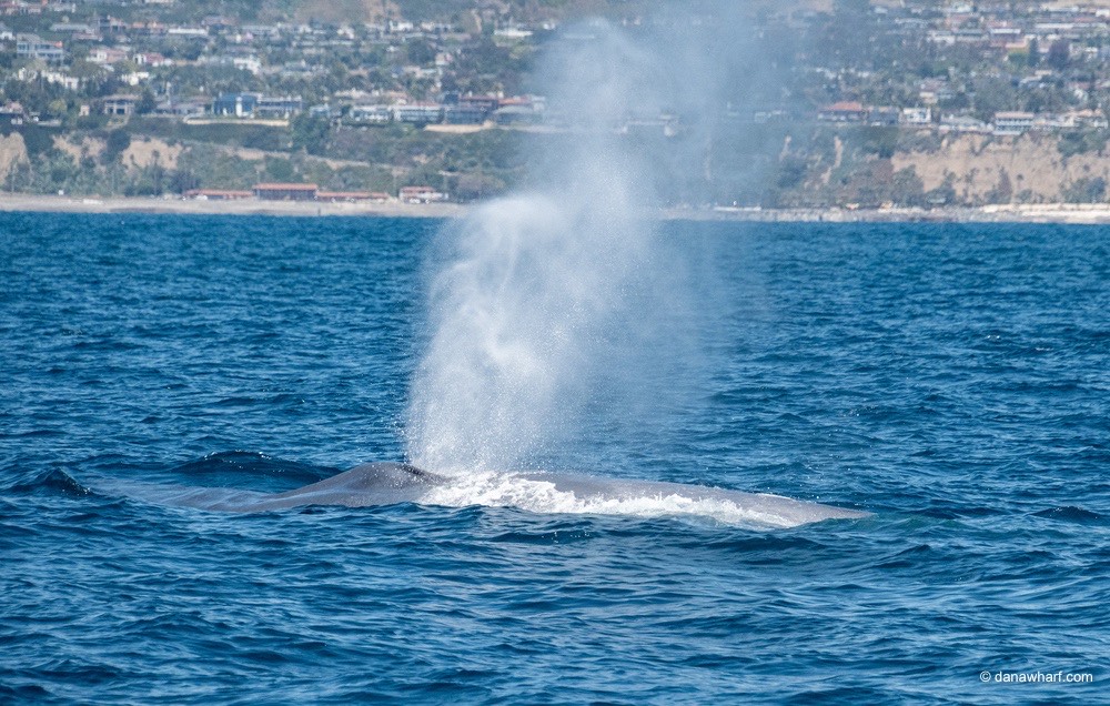 a whale jumping out of the water