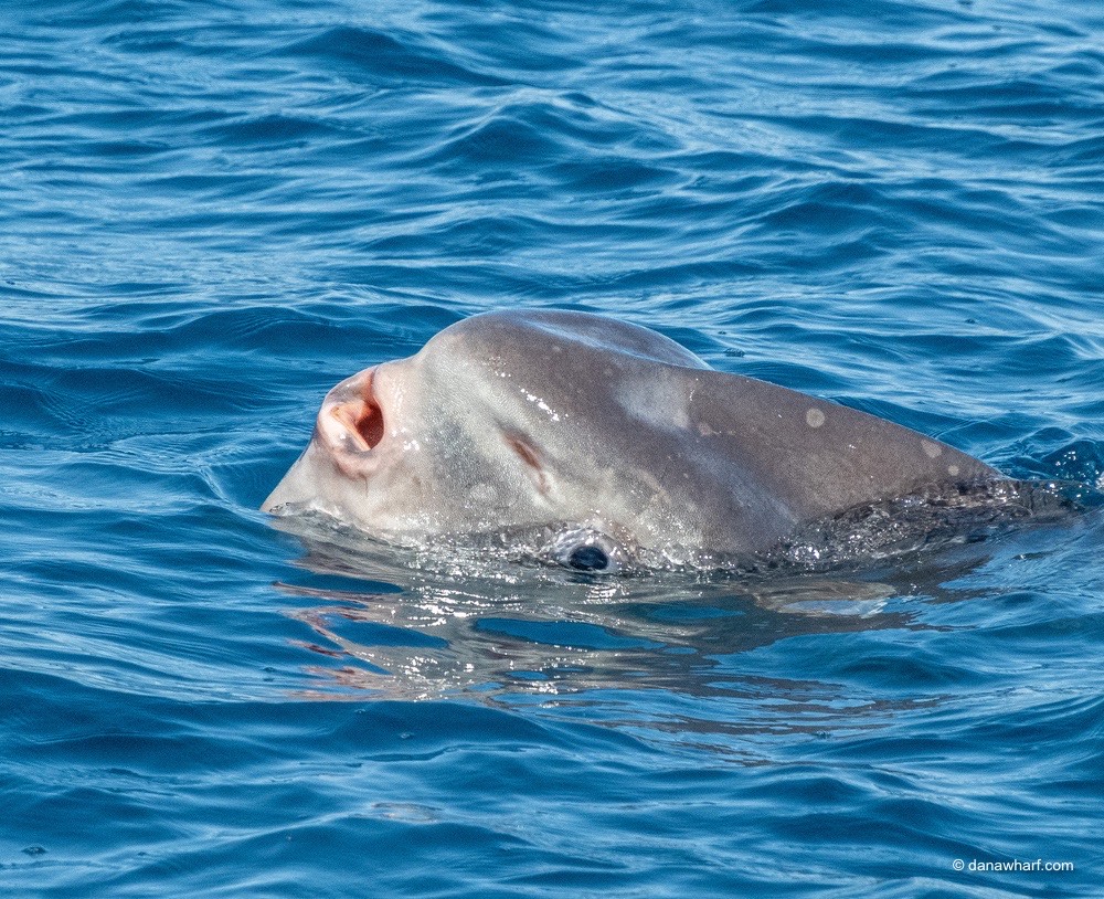 an animal swimming in the water