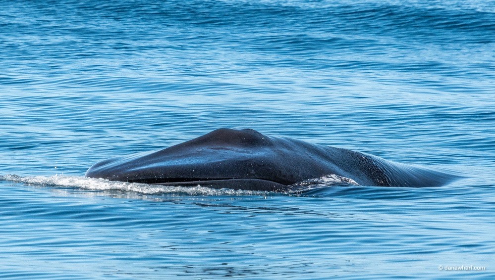 IMG_8780 a whale jumping out of the water