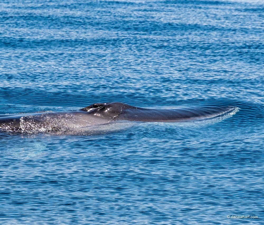a whale swimming under water