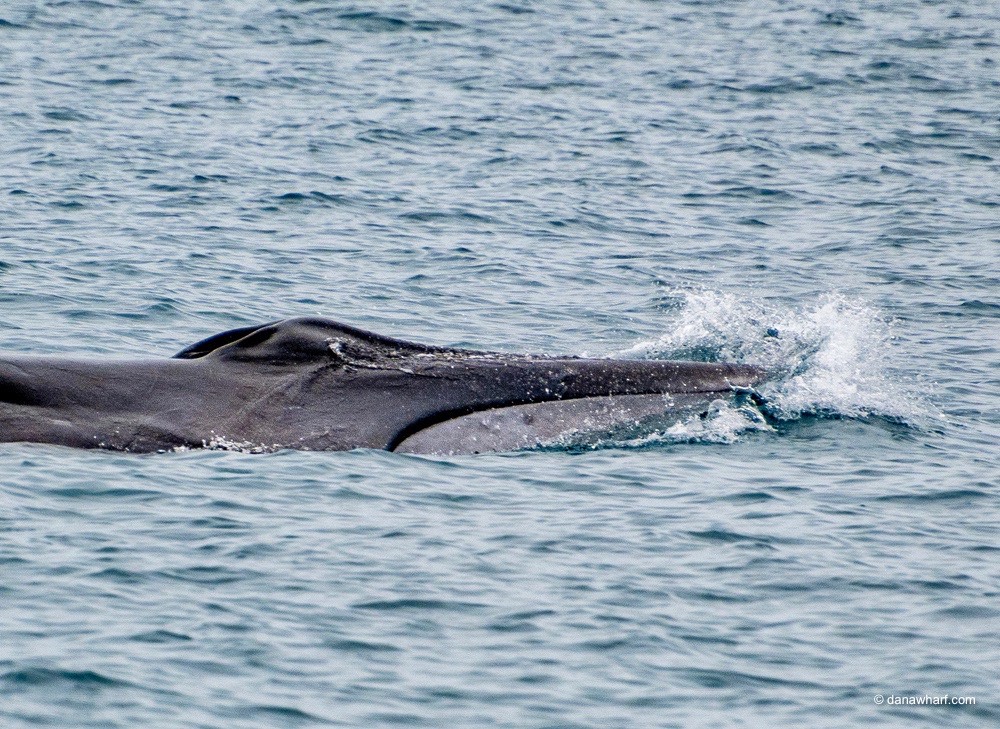 a whale jumping out of the water