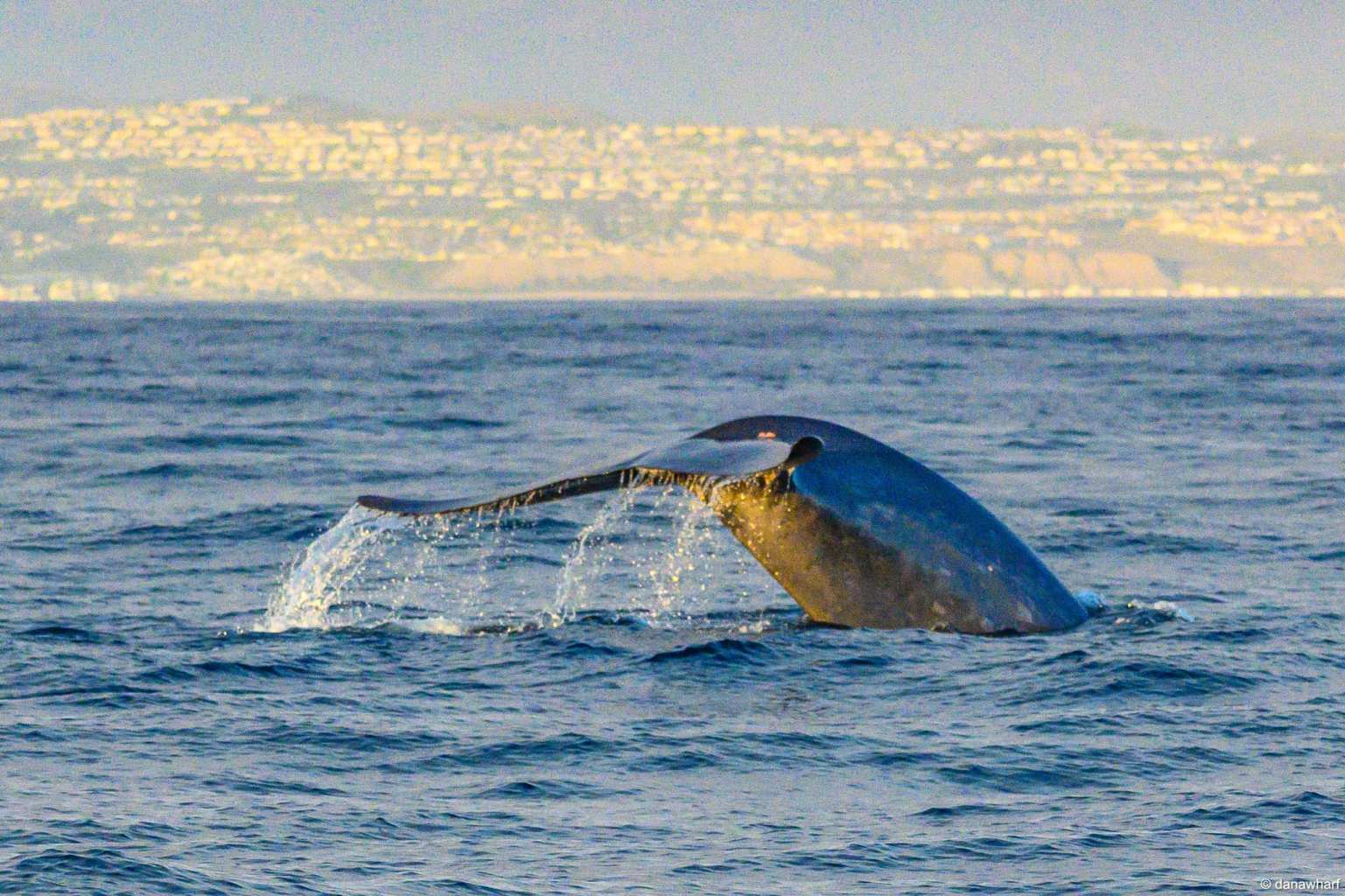 a whale jumping out of the water