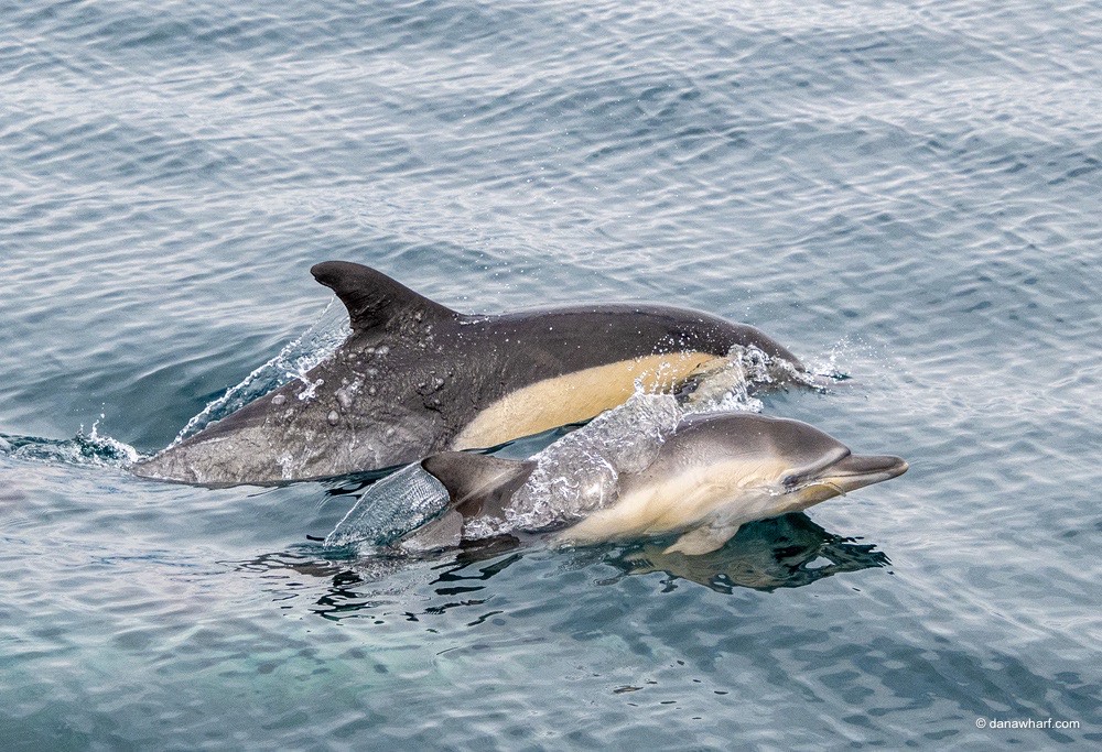 a dolphin swimming in a body of water