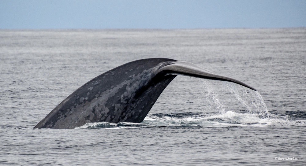 IMG_1740 a whale jumping out of the water