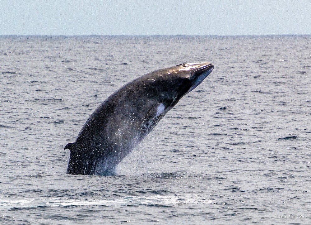 a whale jumping out of the water