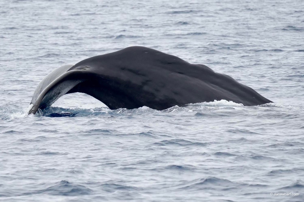 a whale jumping out of the water