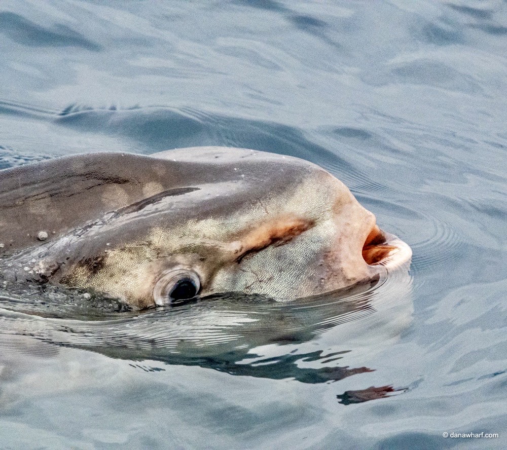 a seal swimming in a body of water