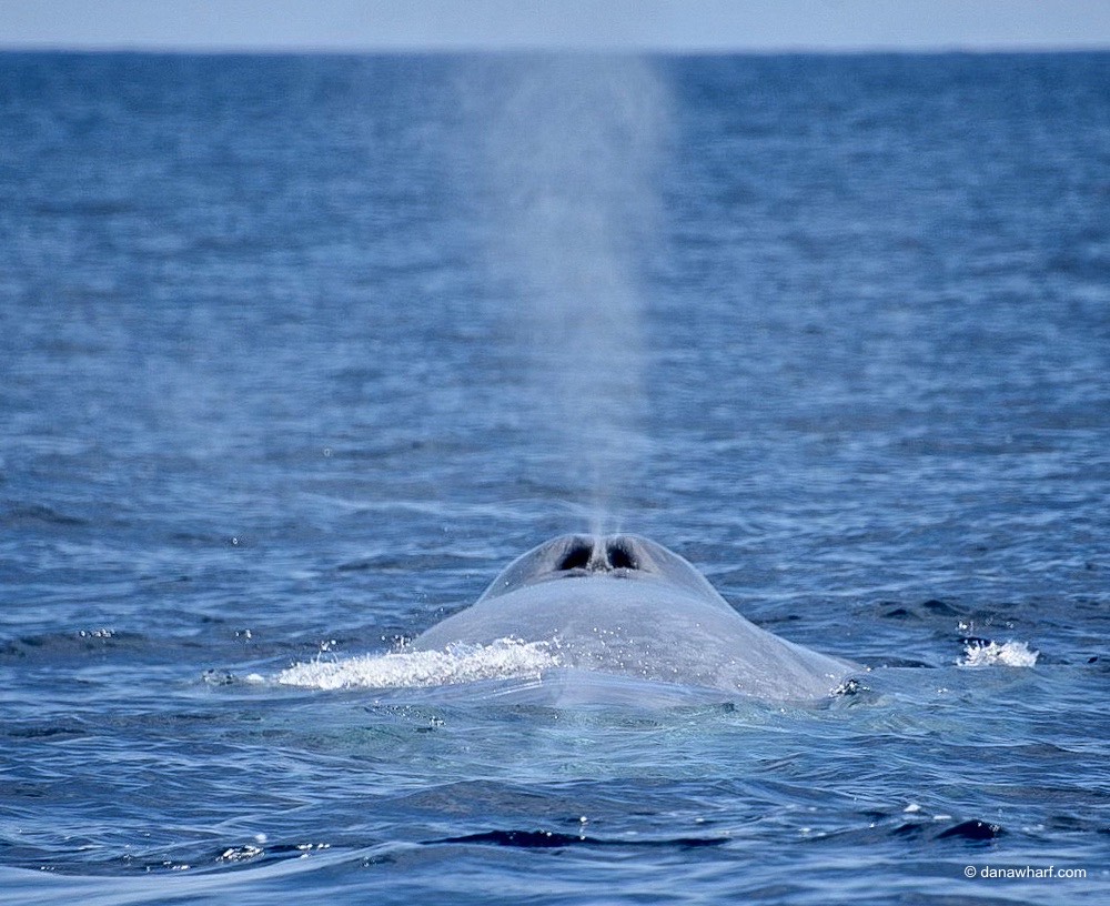 a whale swimming in a body of water