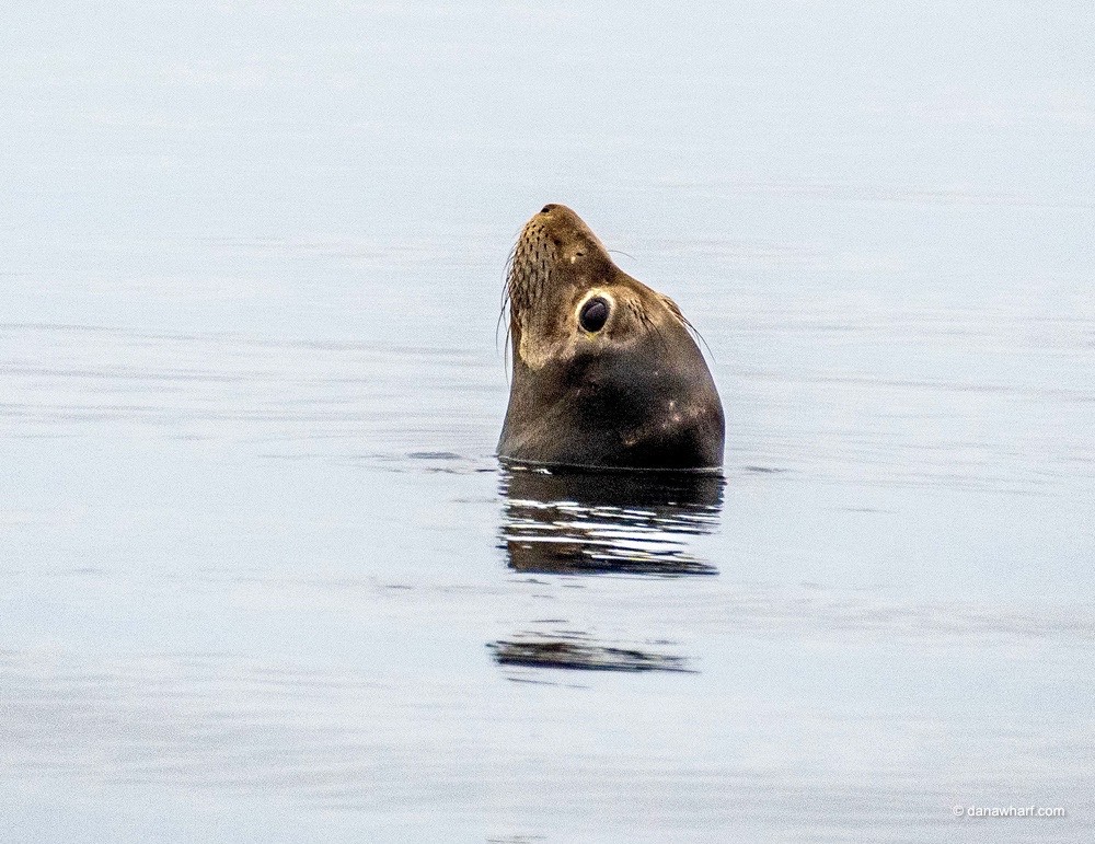 a seal swimming in a body of water