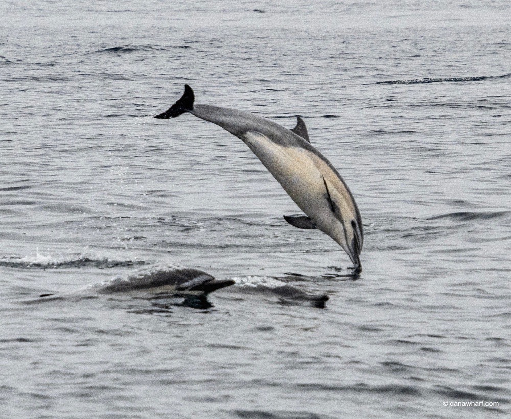 a dolphin jumping out of a body of water
