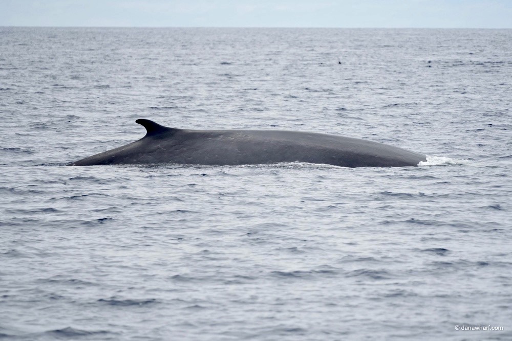 a whale jumping out of a body of water