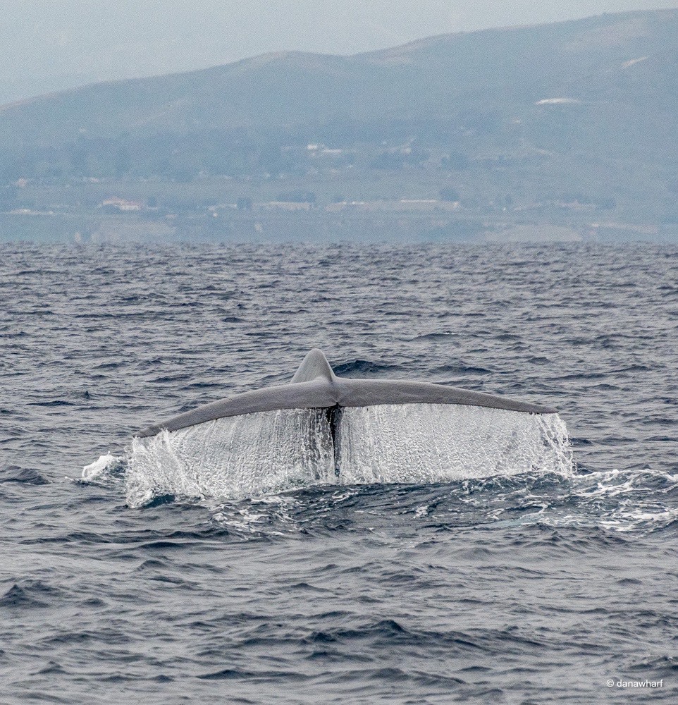 a whale jumping out of the water with a mountain in the background