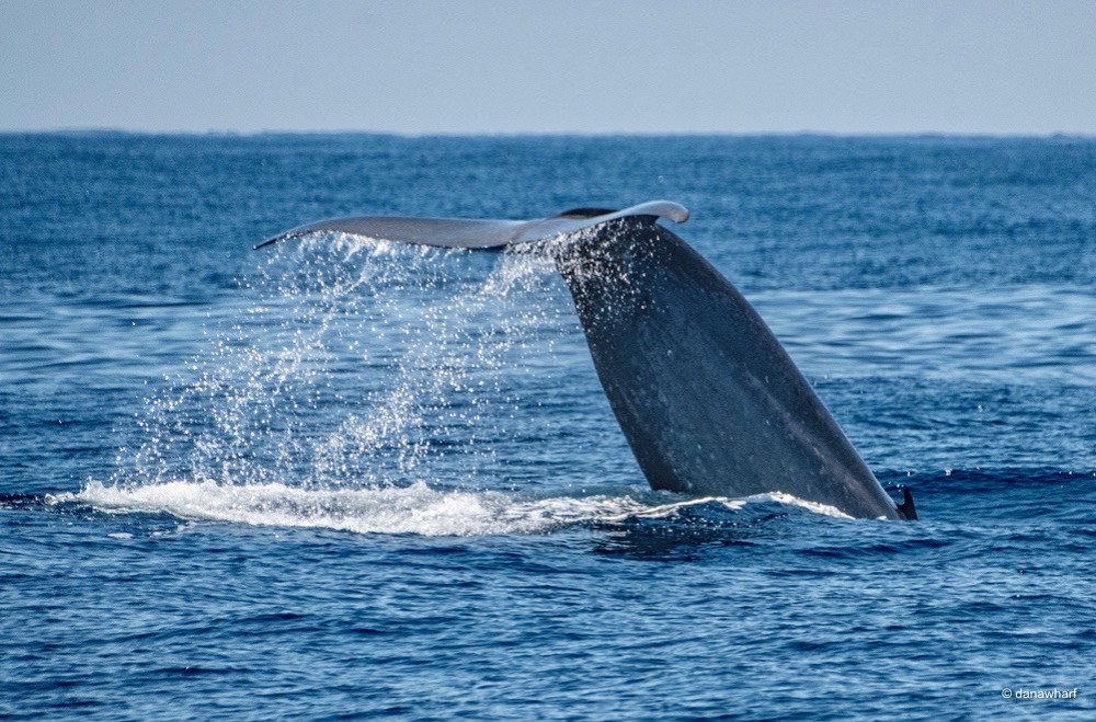 a whale jumping out of the water