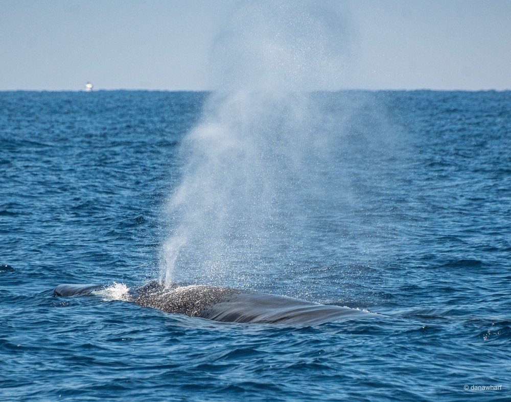 a whale jumping out of the water