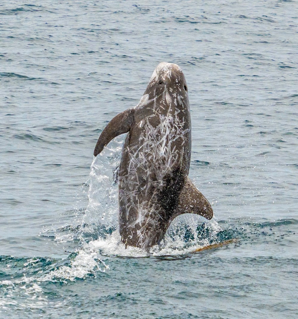 a whale jumping out of the water