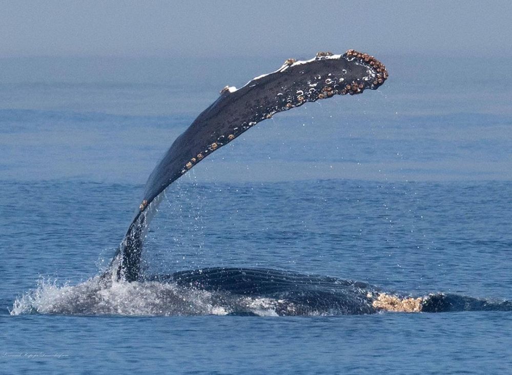 a whale jumping out of the water