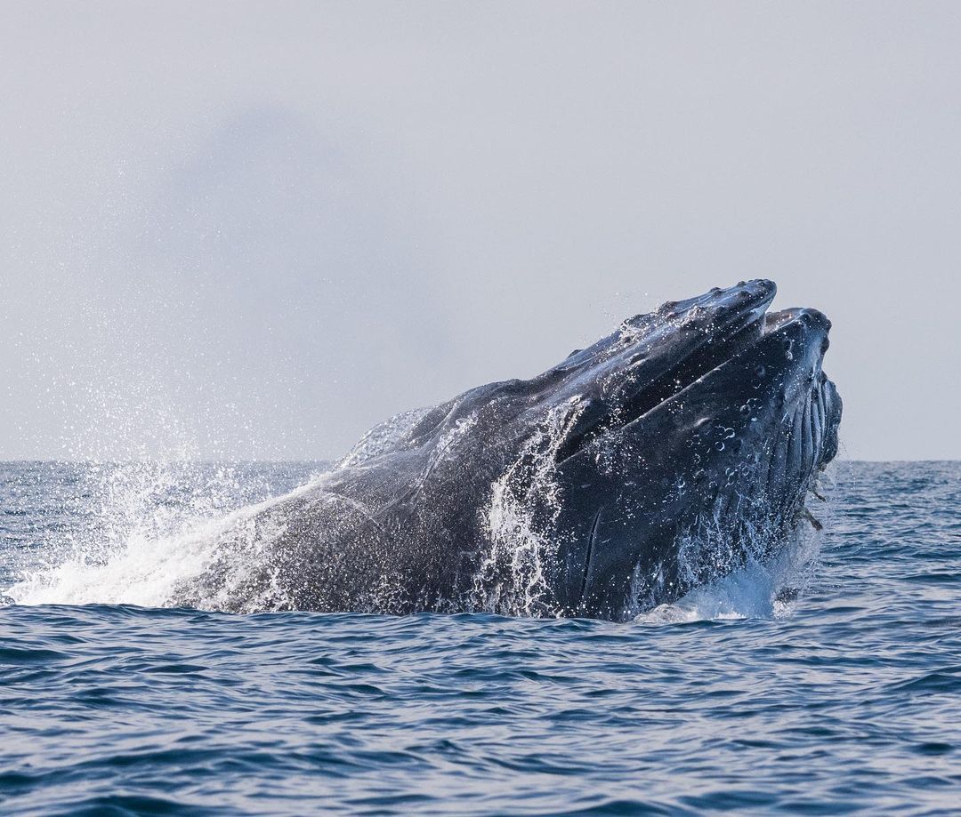 314994194_838910147157927_2006435741360899225_n a whale jumping out of the water