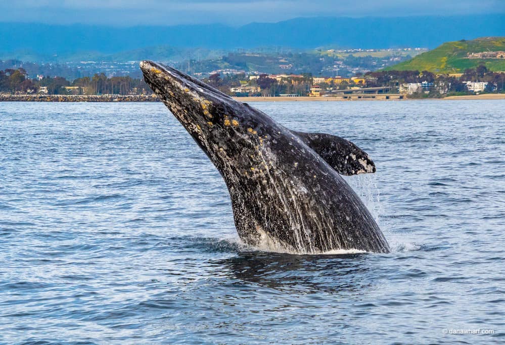 a whale jumping out of the water