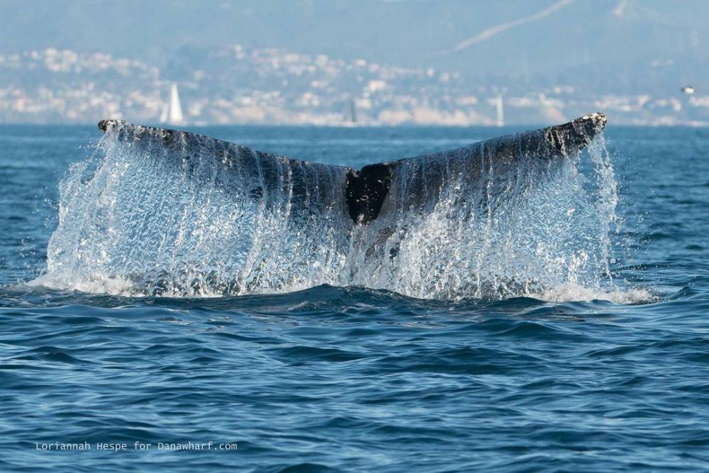 a man riding a wave on a surfboard in the ocean