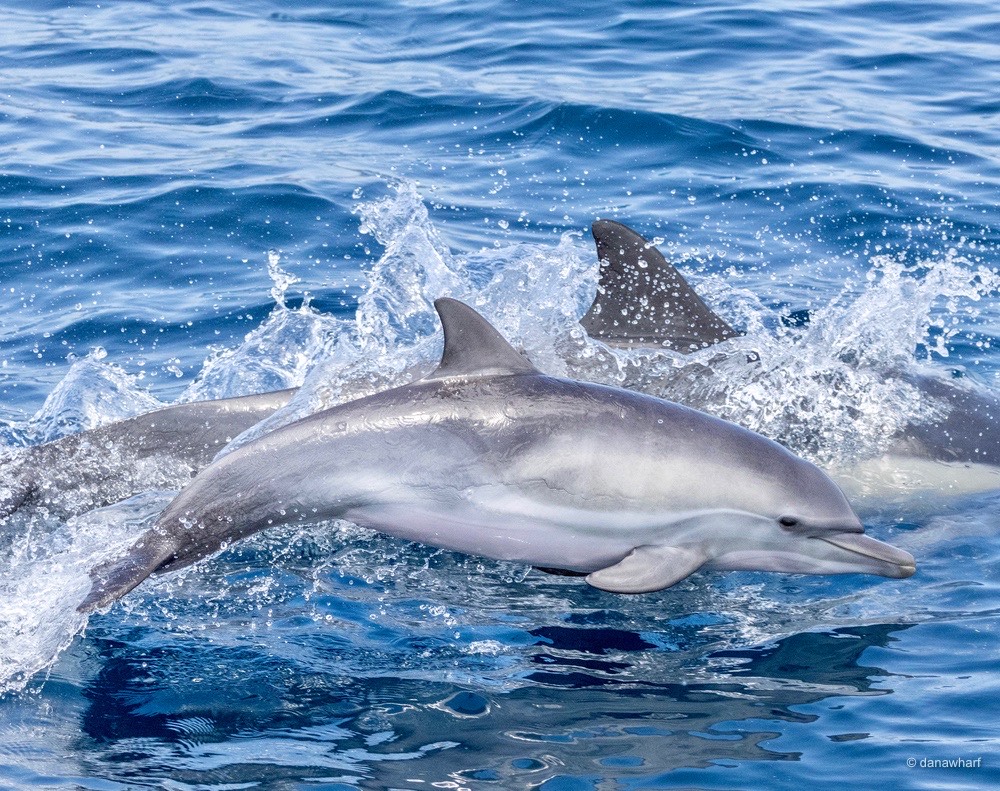 a dolphin jumping out of the water