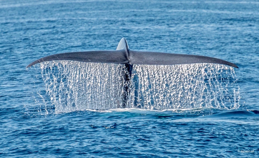 a whale jumping out of the water