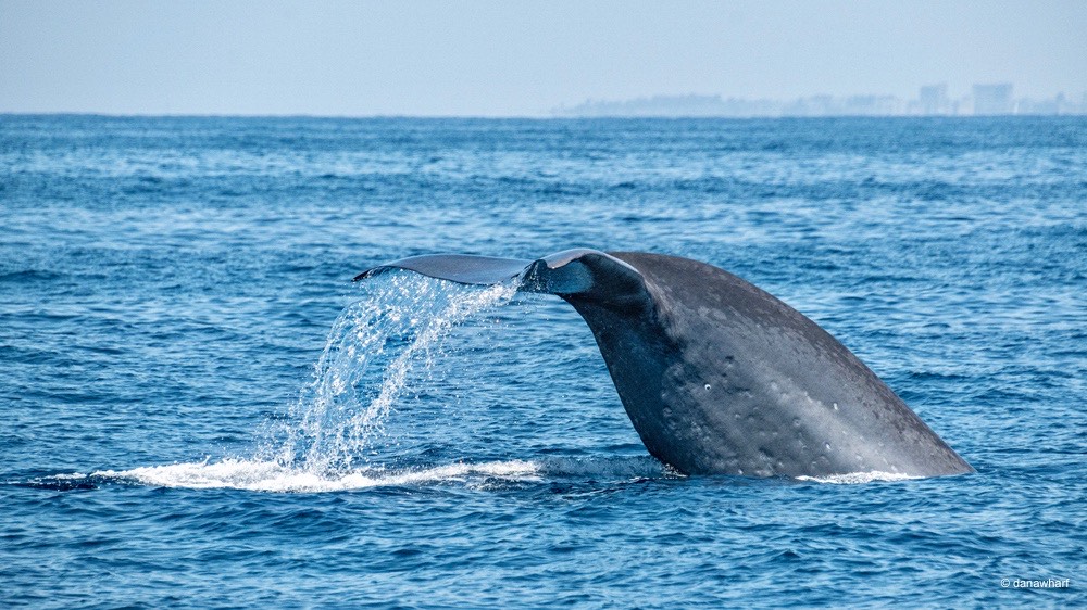 a whale jumping out of the water